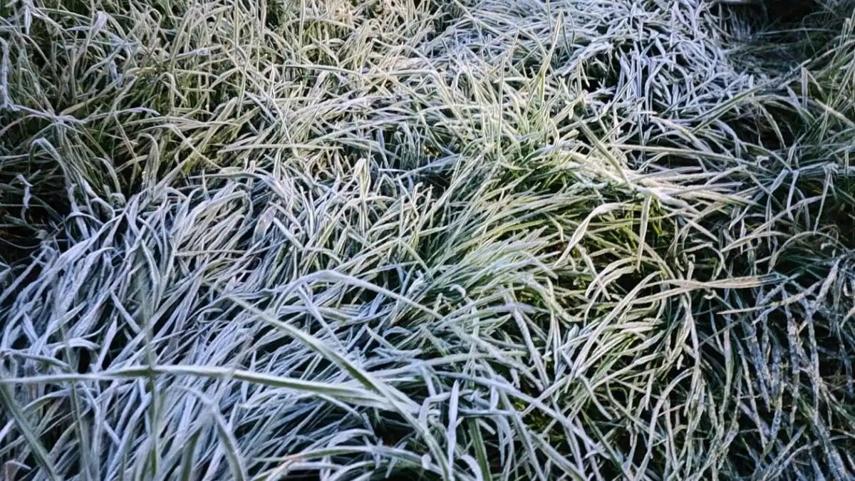 Фото:пресс-служба Правительства Липецкой области Как защитить урожай при возвратных заморозках