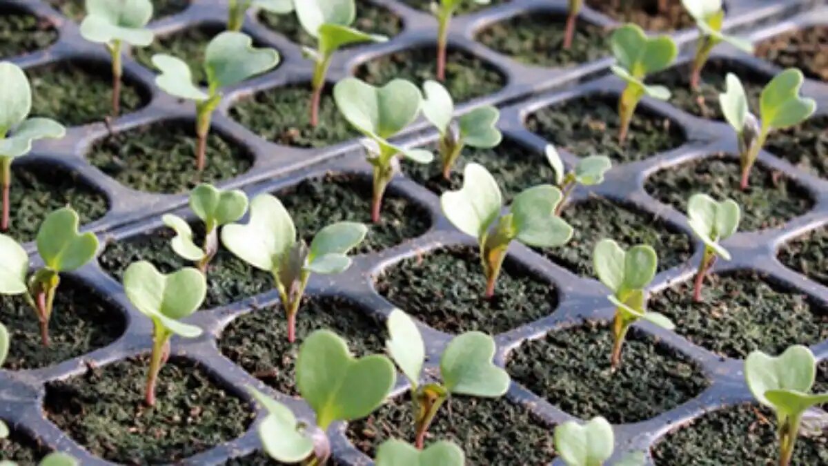 Фото:© Галина Сафроновская / Glavagronom.ru Глобальная цель производителя овощной продукции – собрать здоровый урожай точно в срок и в требуемом объёме