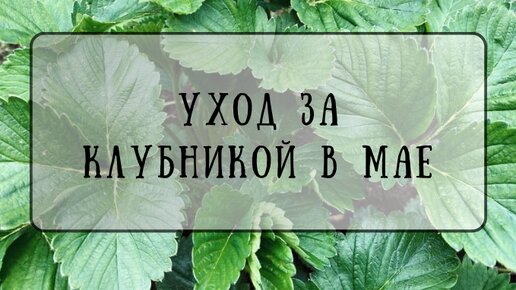 Простой Уход За Клубникой В Мае, Для Получения Сладкой и Вкусной Ягоды, Как Можно Скорее!