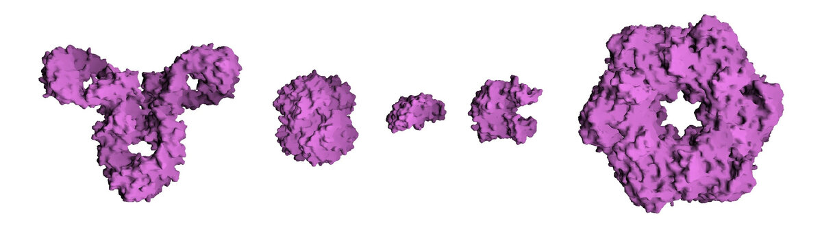Сравнительный размер молекул белков. Слева направо: антитело (IgG), гемоглобин, гормон инсулин, фермент аденилаткиназа и фермент глутаминсинтетаза.