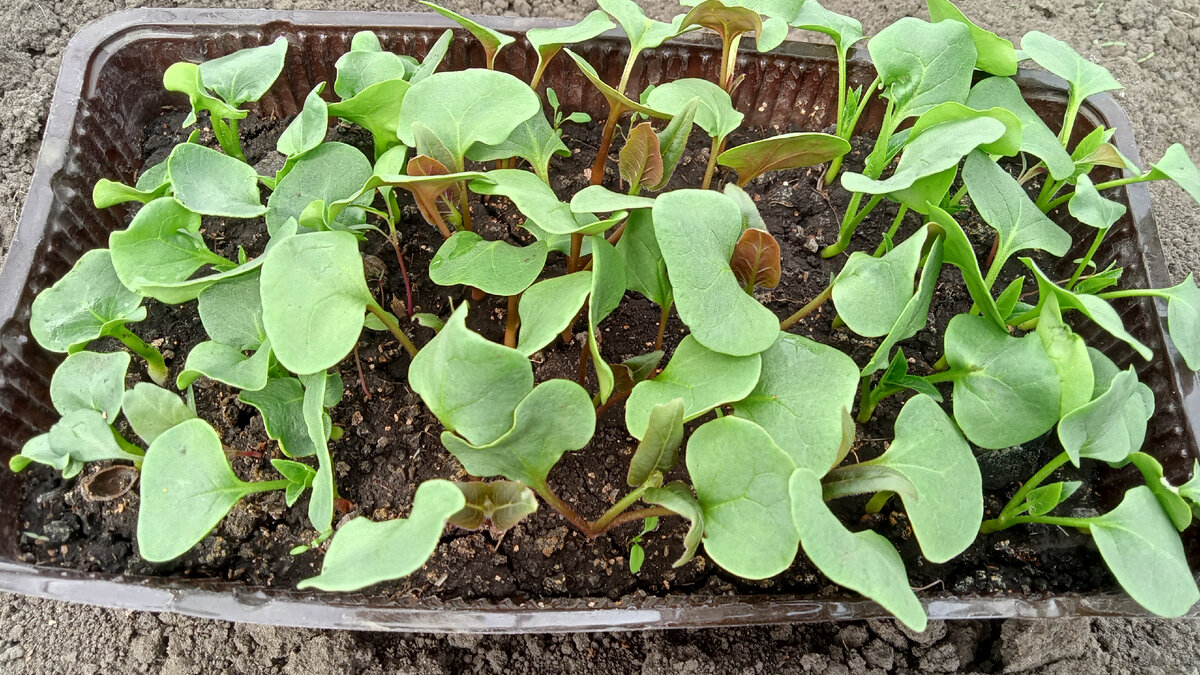 Высаживать его в открытый грунт когда пройдет угроза заморозков это тепло любивое растение.