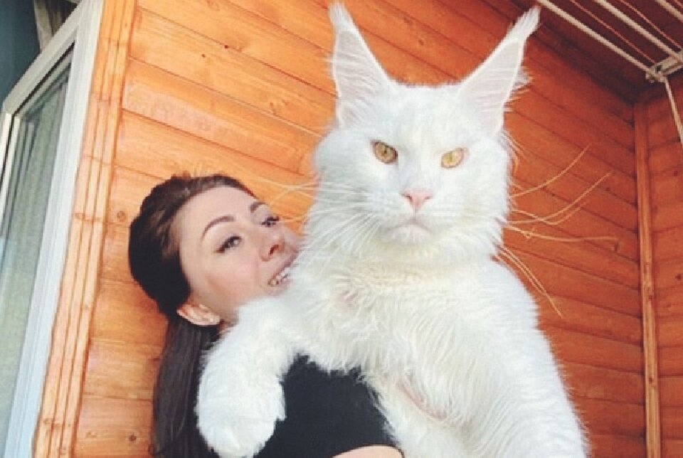 Гигантский кот поражает не только размерами, но и красотой