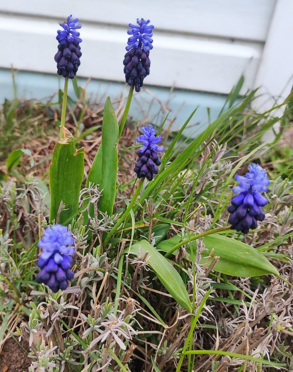Все еще цветут мускари, мне кажется в этом году дольше обычного. Может из-за холода? Несколько штук каким-то чудесным образом проросли в кустике лаванды))