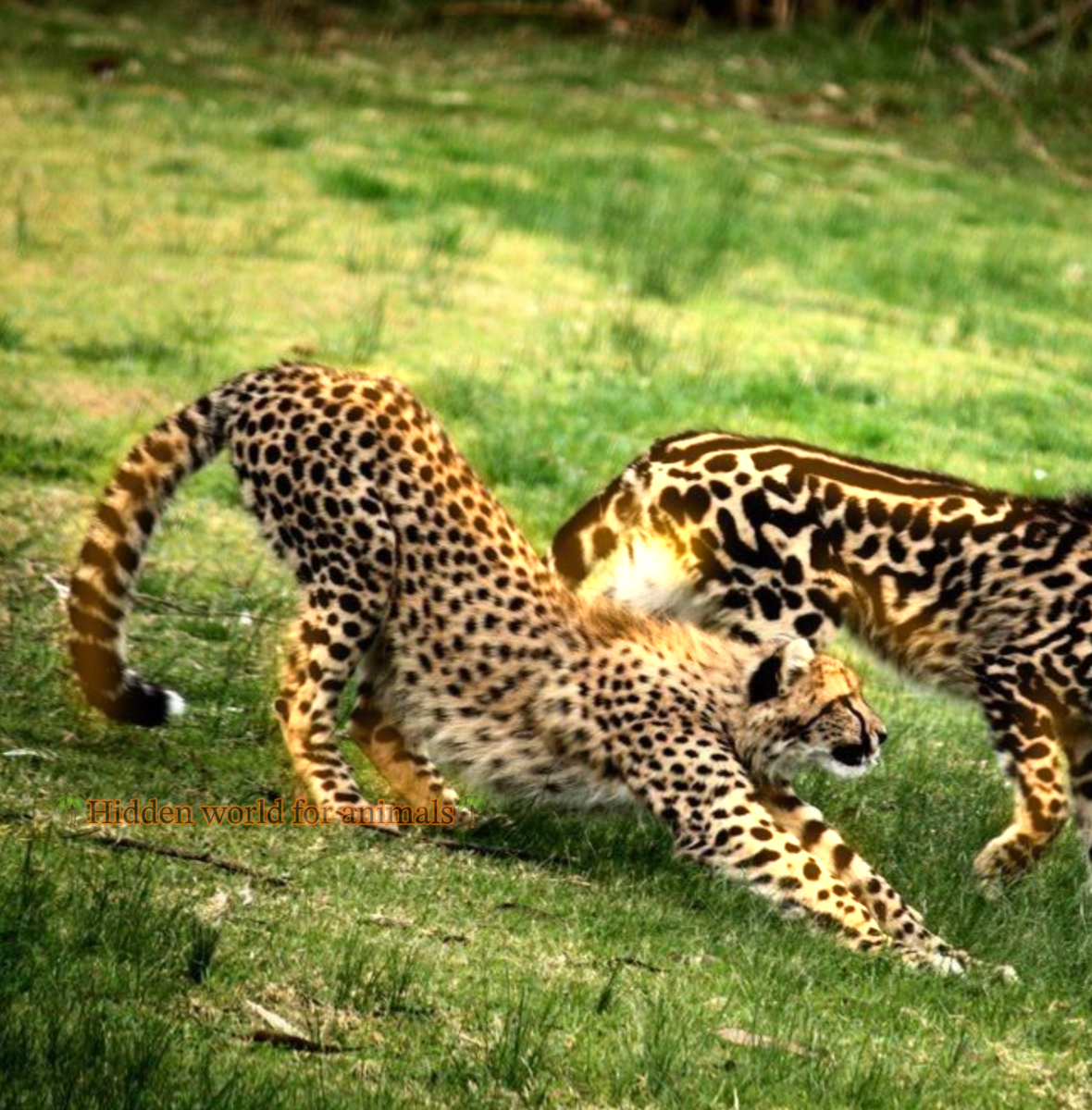 Гепардик))🐆🌴