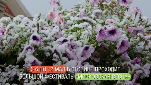 «Московская весна»: теплая атмосфера в САО столицы