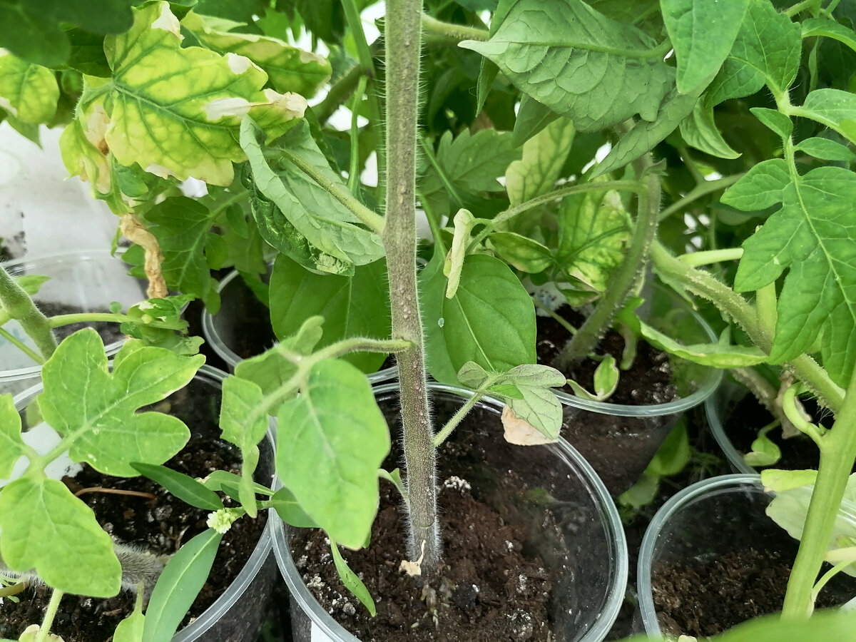 Хлороз на нижних листьях