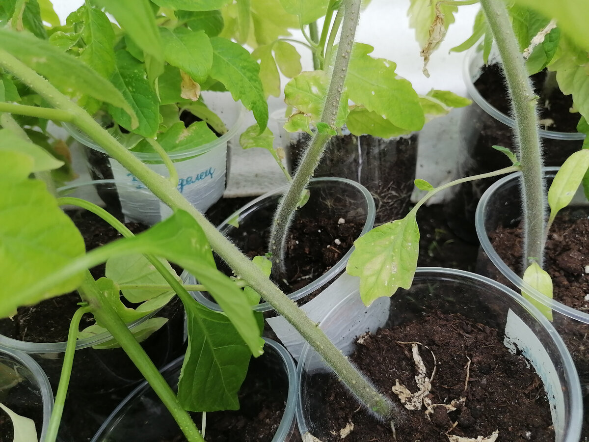 Тоже хлороз