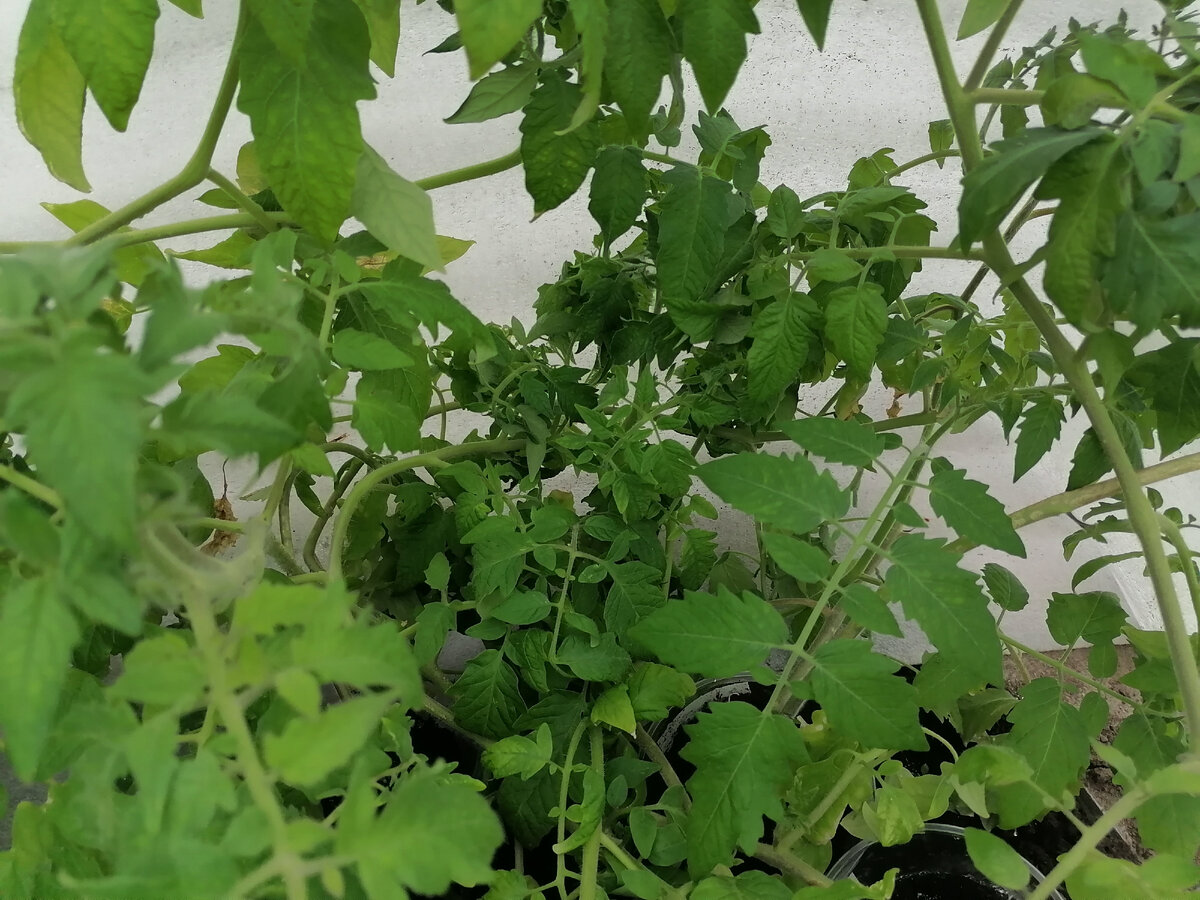 Рассада вся запуталась