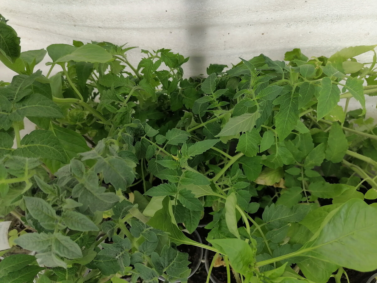 Переплетения томатов