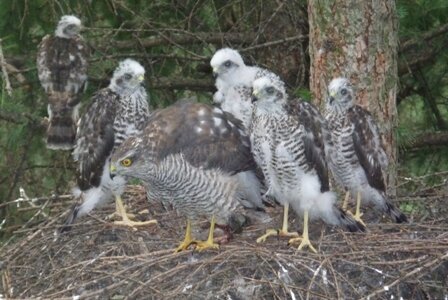 Моя знакомая с детьми. А папаша на охоте...