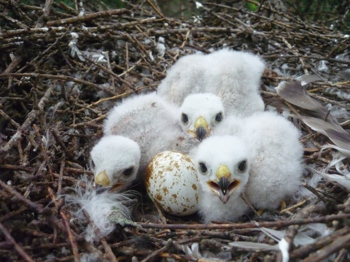 Детишки и яйцо-болтун