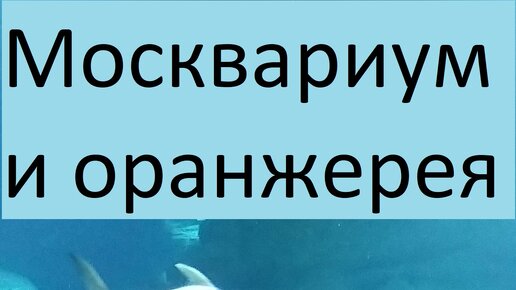 Там где всегда лето: Москвариум и старая оранжерея ботанического сада.