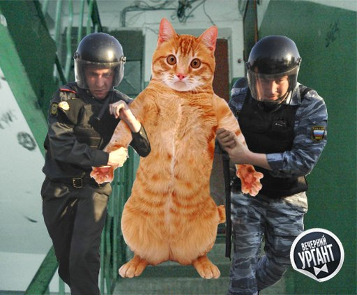 Аресты котов по всей России. Действительно ли можно забрать животных за долги?