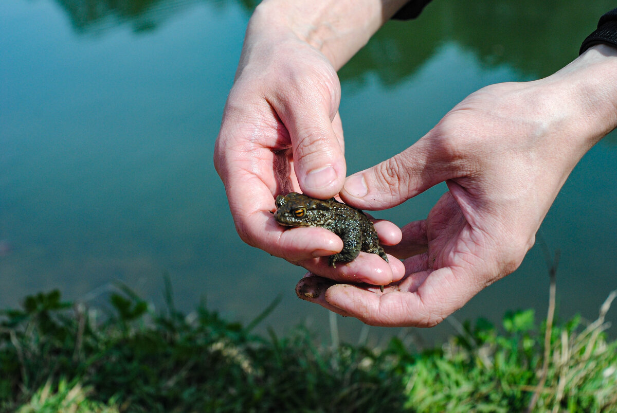 Фото автора. Nikon d3000 и Мир 1В