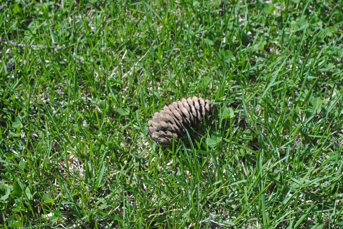 Фото автора. Nikon d3000 и Мир 1В