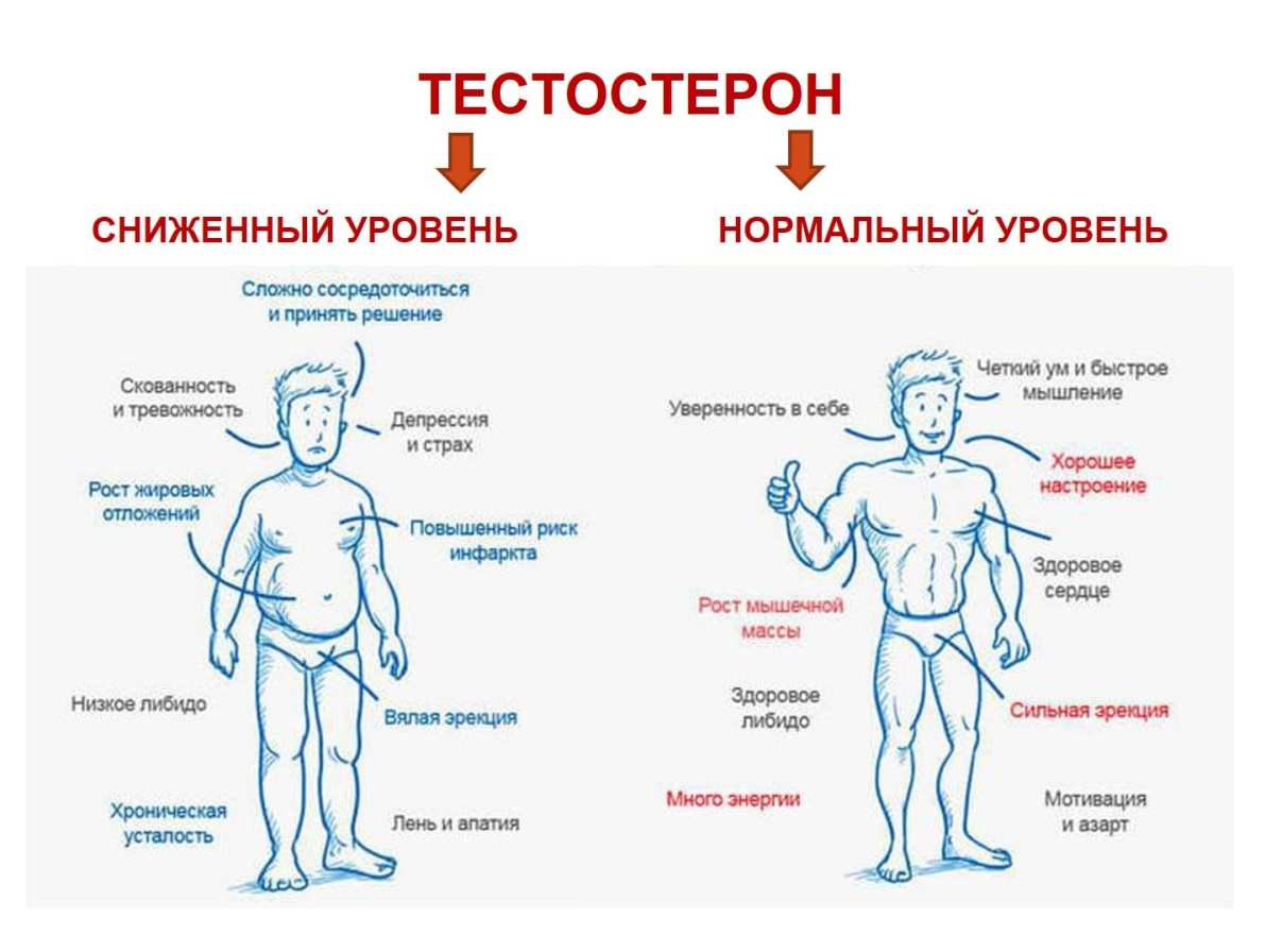 Зачем мужчине поддерживать уровень тестостерона? Если его много или мало –  что будет? | О здоровье: с медицинского на русский | Дзен