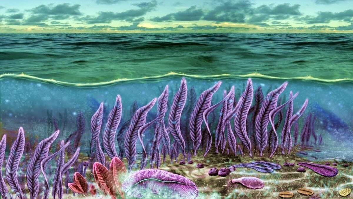 Поздний криптозой, эдиакарий. Как видно, организмы не имели скелета, а потому окаменелости встречались редко.