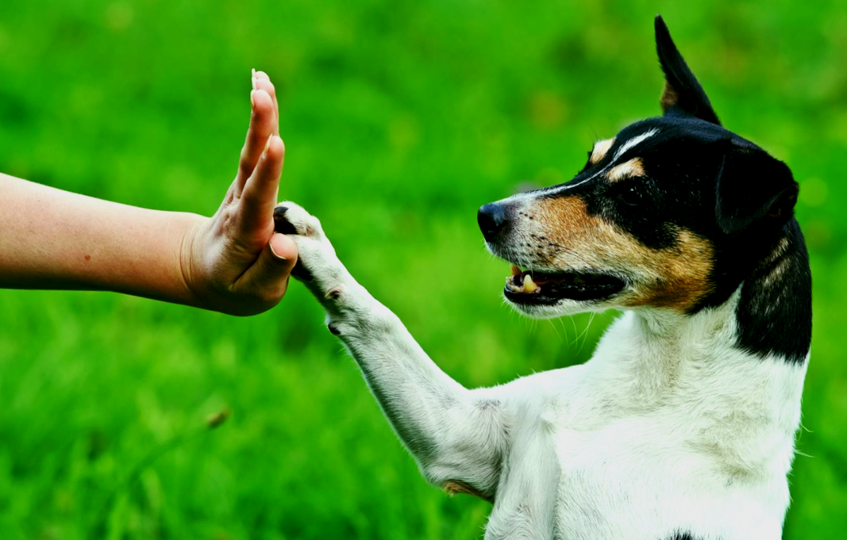 Обучение питомца командам. Фото: mnogo-krolikov.ru