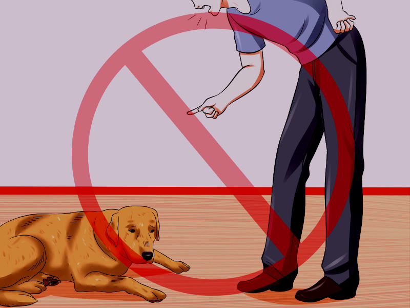 Человек сам создает проблемы с поведением собаки: стресс у питомца. путаница, нежелательное поведение...