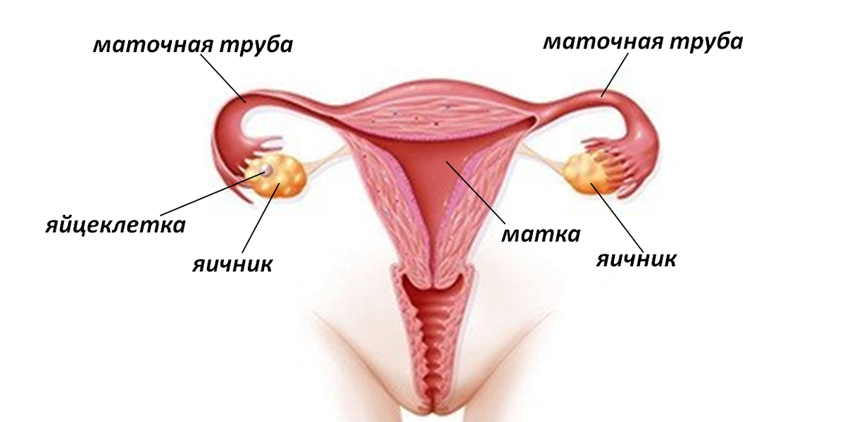 возможна ли беременность с одной трубой?