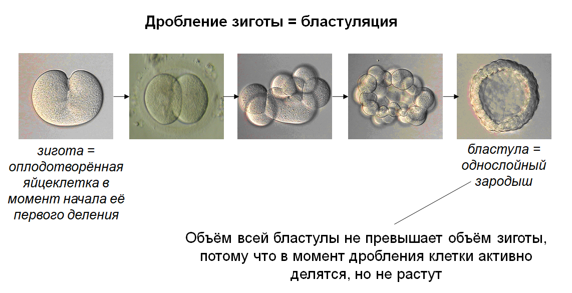 недели беременности