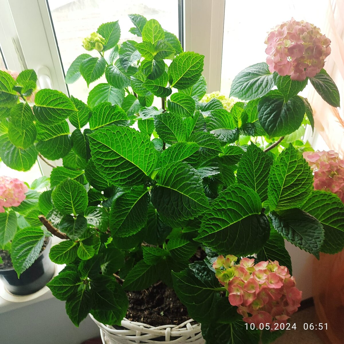 "8 марта" уже набирает цвет)