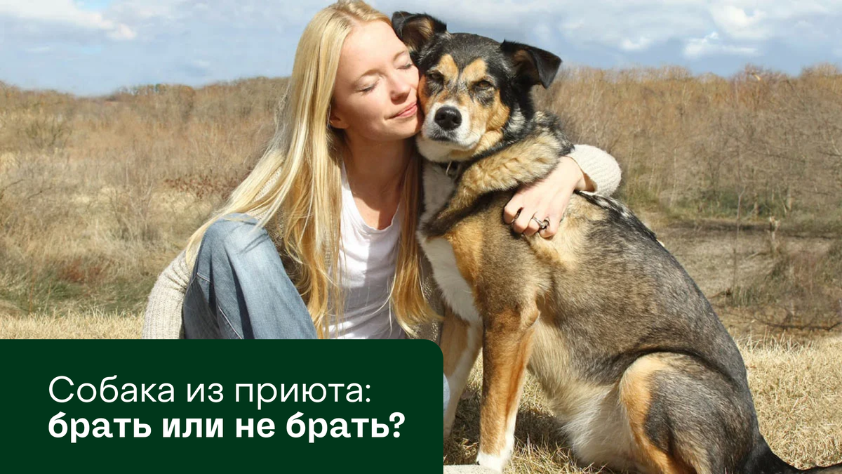 Собака из приюта: брать или не брать? | Pet-Yes. Биржа домашних животных |  Дзен