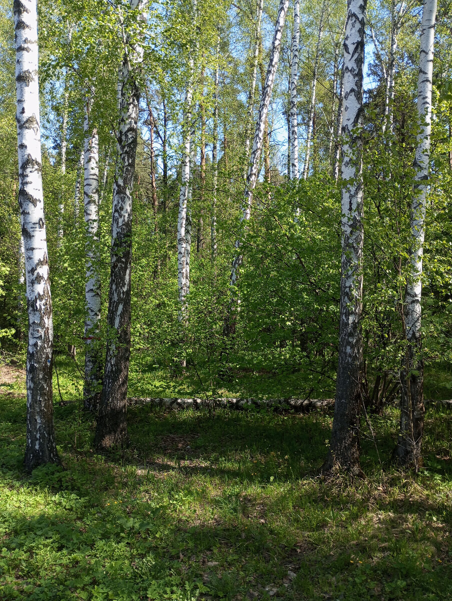 Фото к рассказу "Военная кафедра". Автор рассказа "Военная кафедра" и фото В. А. Галашевский
