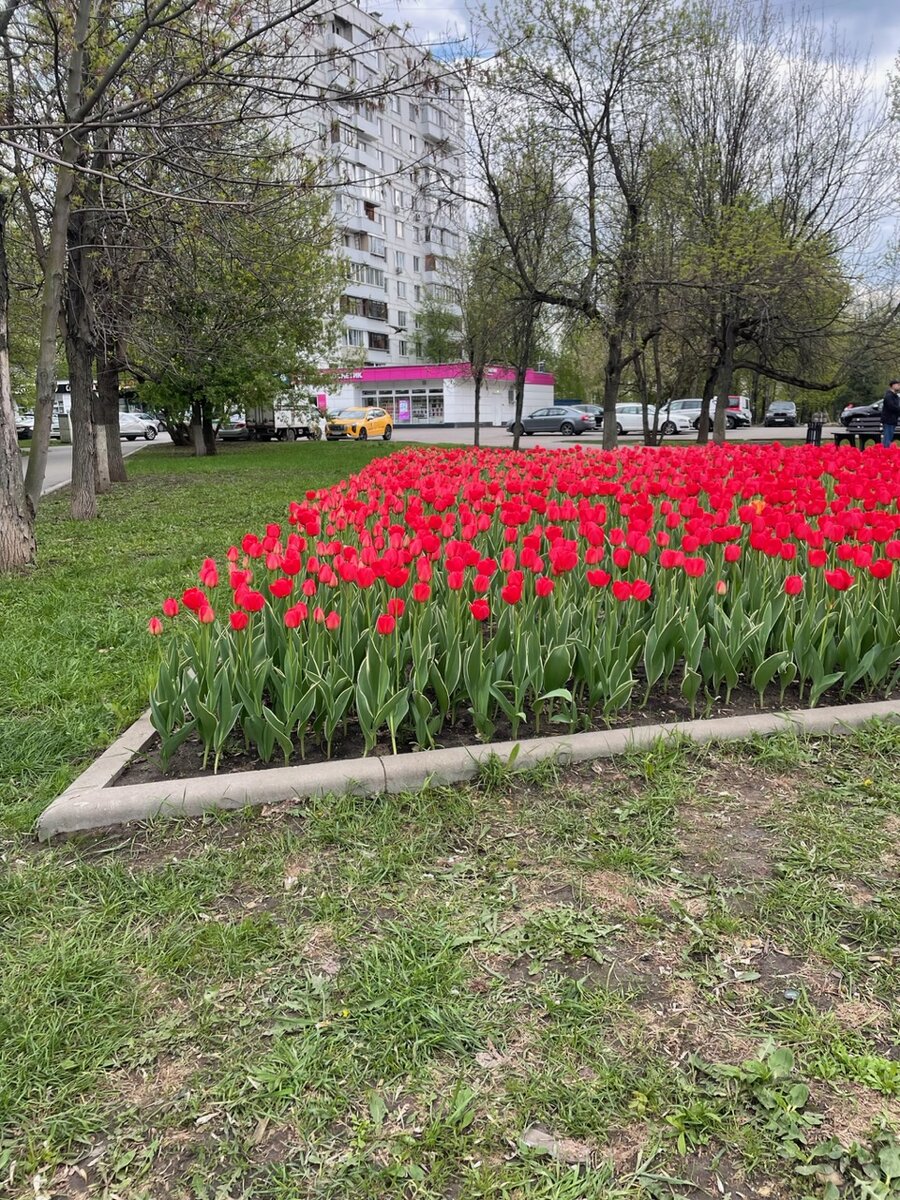 Недалеко от дома увидела красивую клумбу с тюльпанами, просто невероятно яркая в реальности