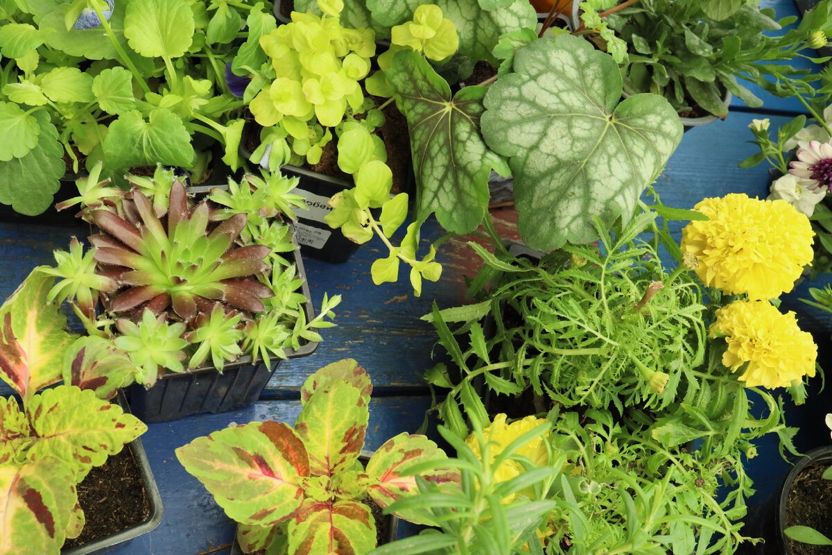 Это только маленькая часть  моих покупок после выгрузки 