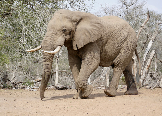 изображение в свободном доступе