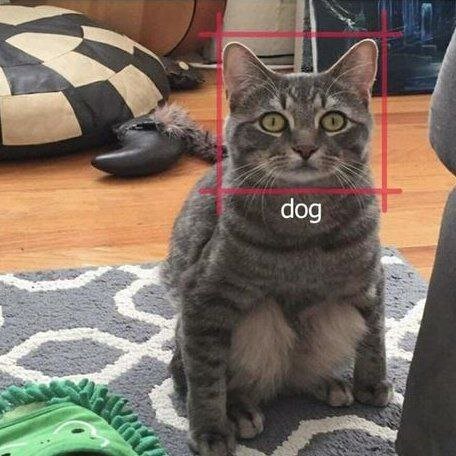 Это пес или кот? Я не понял