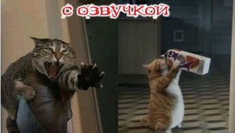 Смешная Озвучка Животных 🐱 Смешные Кошки и Собаки 🐱 🐕 Милые и Удивительные животные 😁 Смех До Слез 🐈