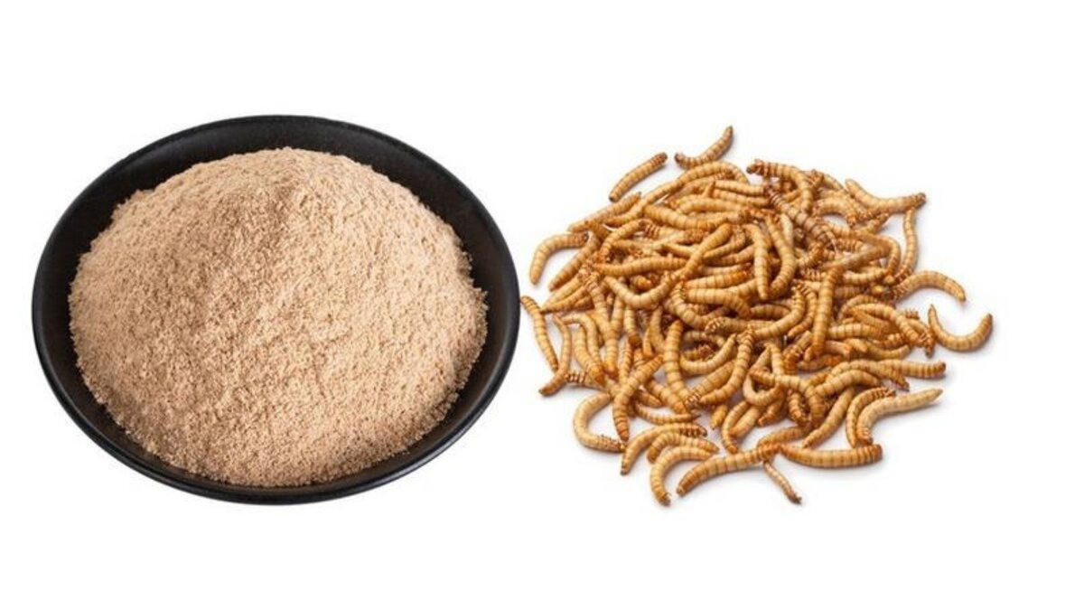 Мука из личинок мух. Фото их открытых источников.