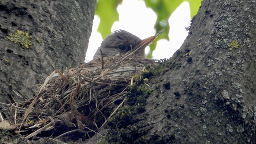 Download Video: Птенцы дроздов рябинников (Turdus pilaris) . Надо ли помогать птицам во время заморозков. Признаки болезней птенцов и взрослых дрозов