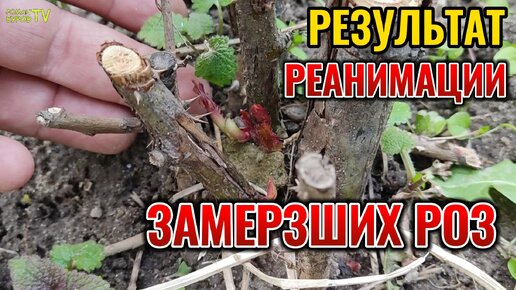 ПОКАЗЫВАЮ РЕЗУЛЬТАТ ПРИМЕНЕНИЯ И РЕЦЕПТ ЖИВОЙ ВОДЫ ДЛЯ ЗАМЕРЗШИХ РОЗ