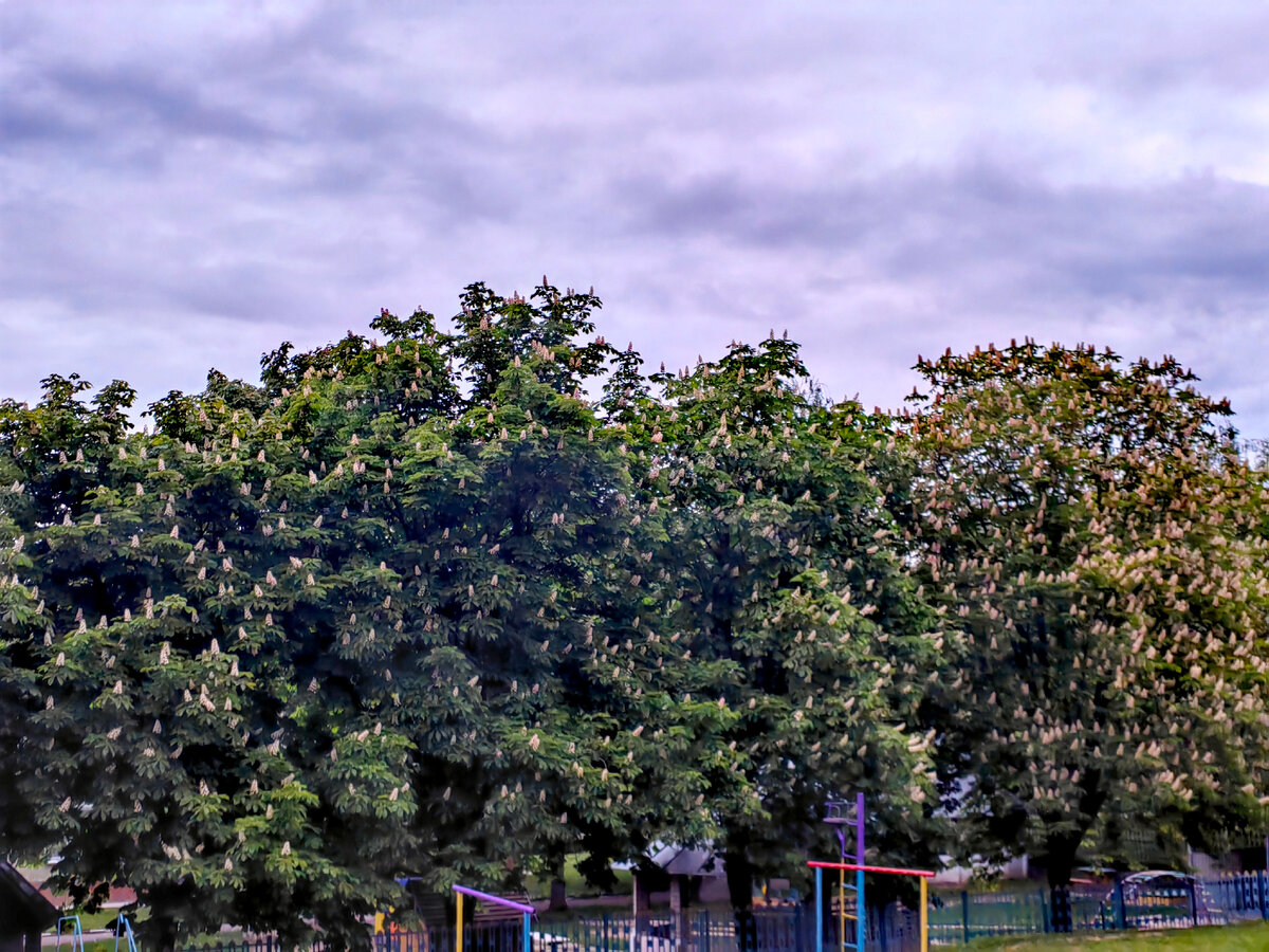 Фото автора . Каштаны за моим окном ...