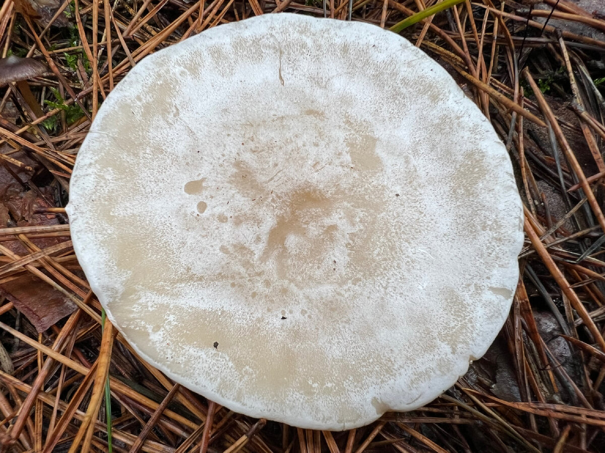 Говорушка восковатая (Clitocybe phyllophila).