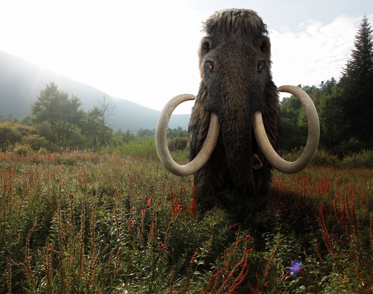 Мамонты подарили учёным сложную загадку.
Источник фото: https://sneg.top/uploads/posts/2023-04/1681181808_sneg-top-p-mamont-kartinki-krasivo-7.jpg