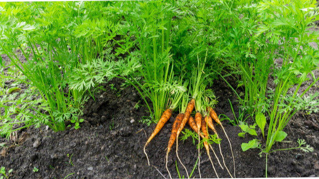 Морковь сажает абсолютное большинство дачников, однако не все это делают правильно