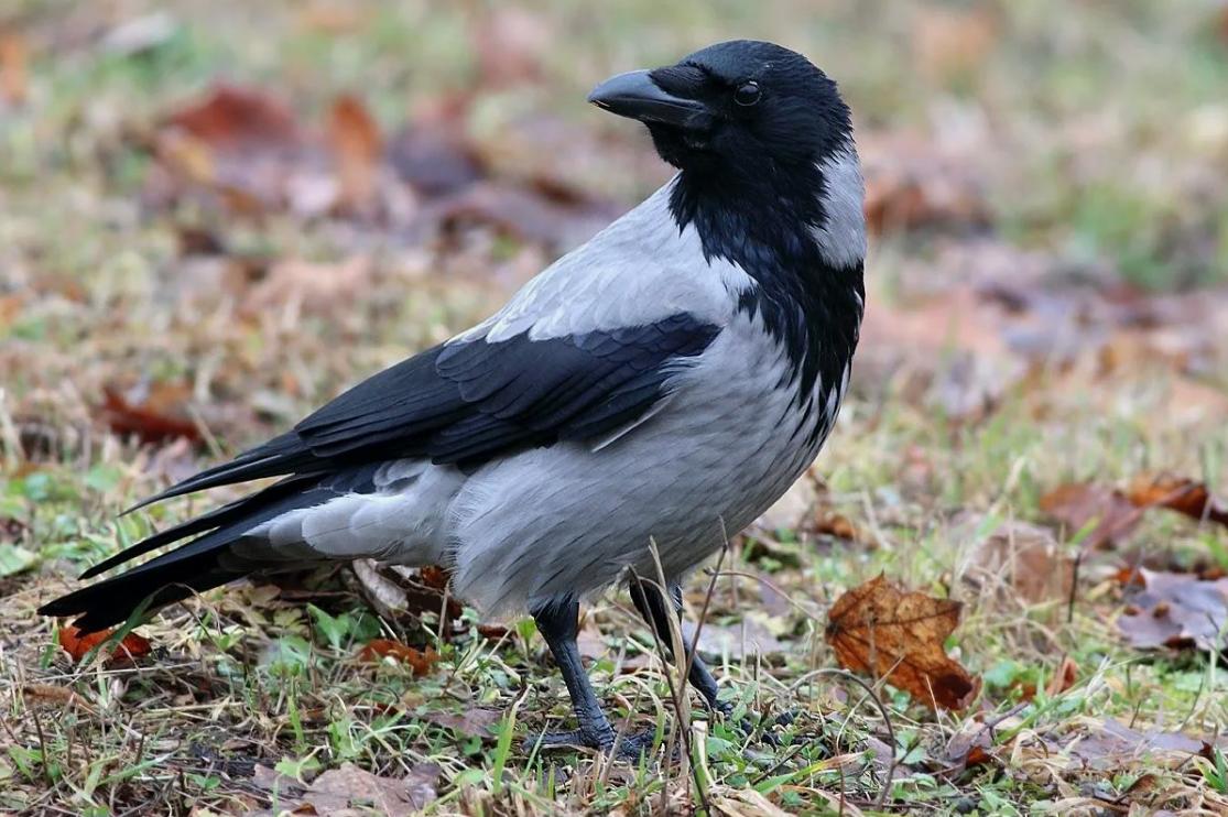                                            Серая ворона (фото взято из открытого источника)