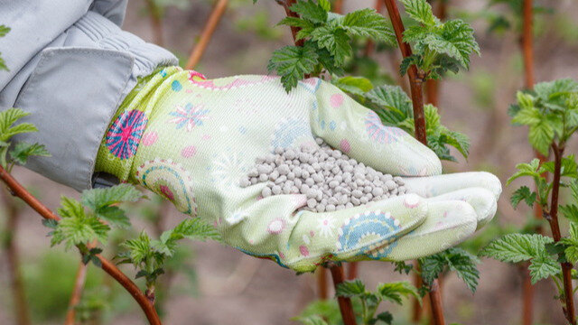 "Копеечная подкормка для малины в период цветения": урожай — вырос в 3 раза (дети довольны)