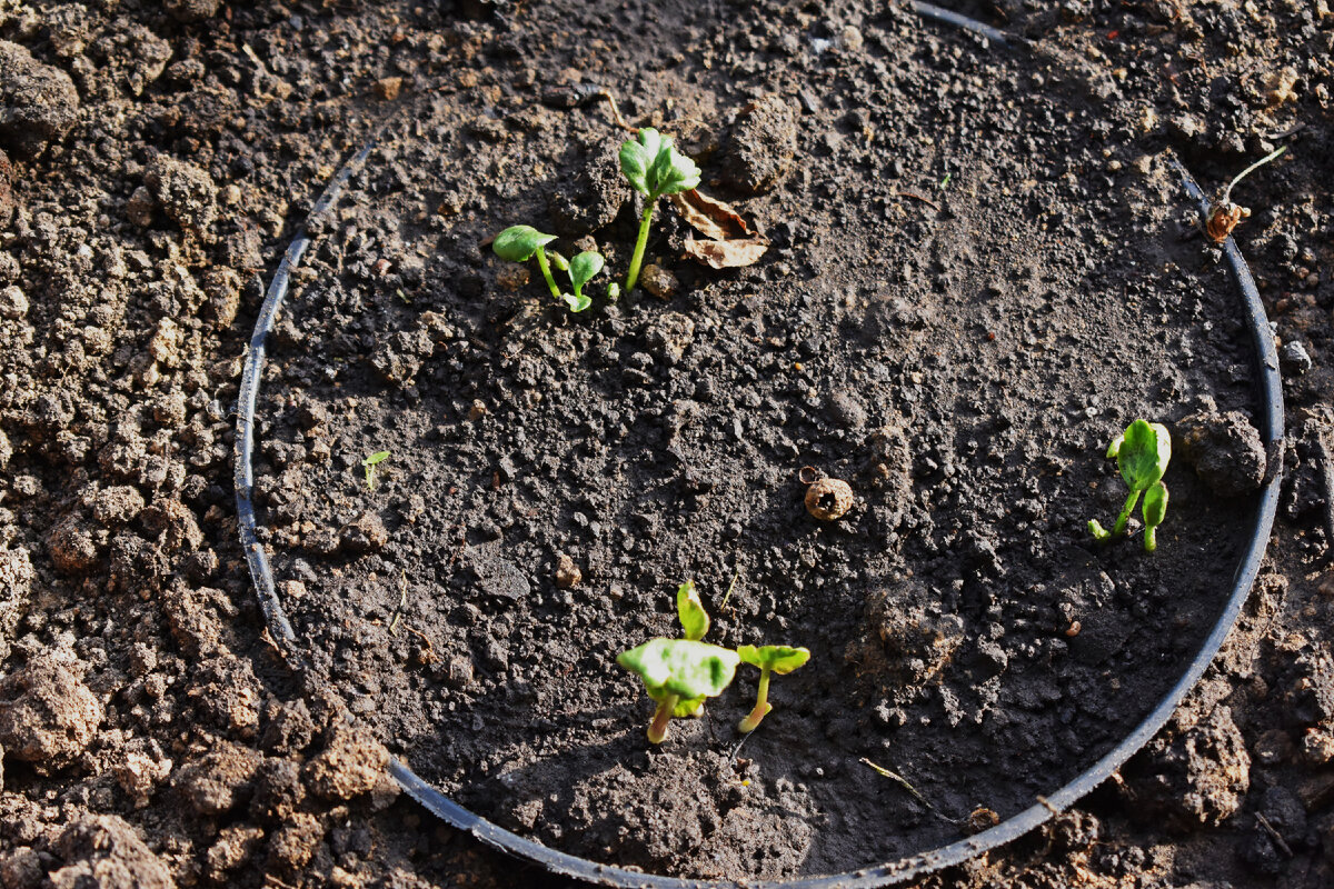 Ранункулюсы/лютики