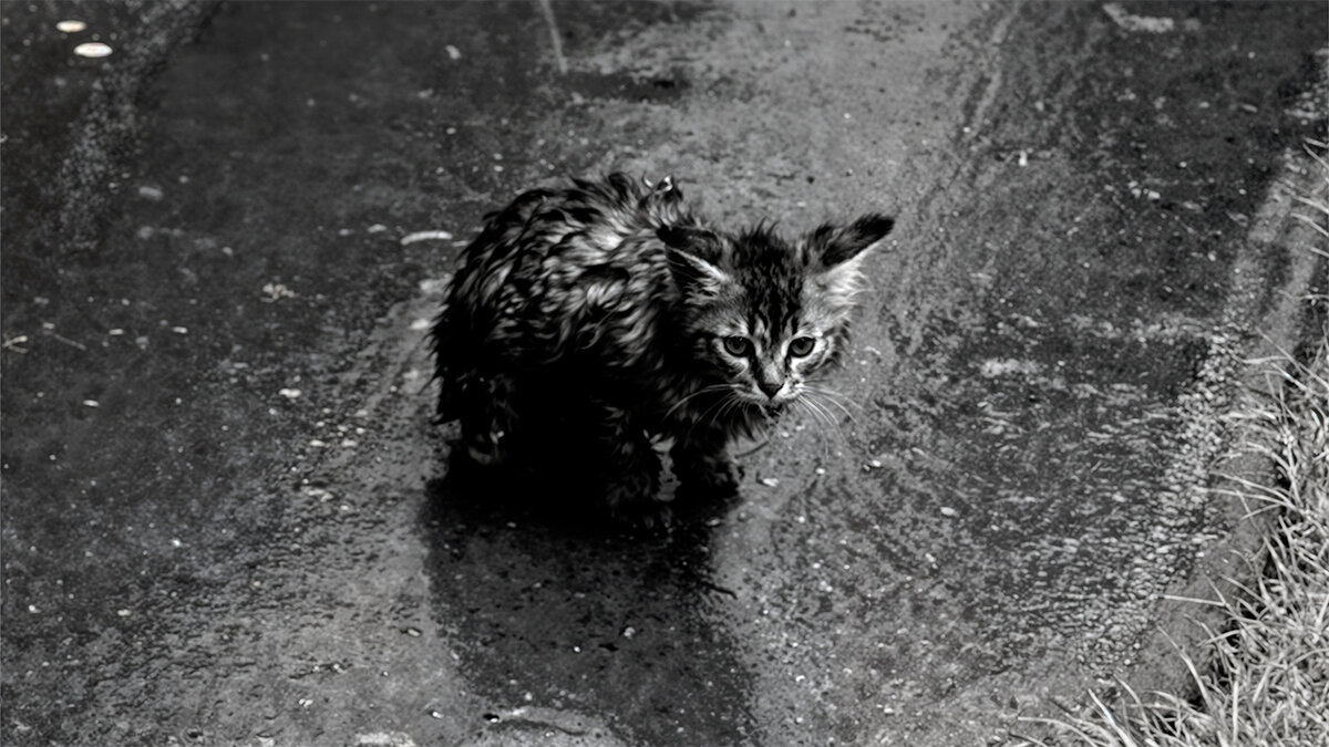 Почти в центре двора, не пытаясь ни спрятаться, ни убежать, сидел котенок. Дождь лупил по нему изо всех своих сил, вгрызаясь с остервенением в его нежную, детскую кожу… “За окном шел дождь.-2