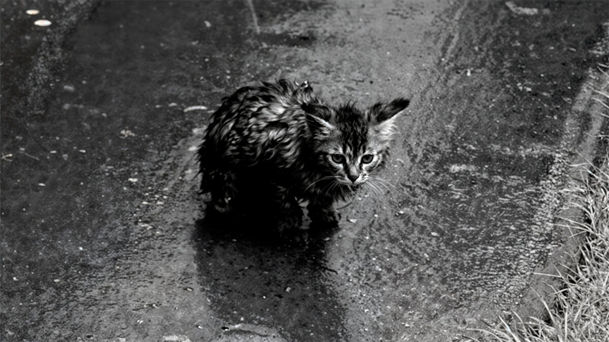 Pin by Clara Grossi on miaoli Cats, Animals