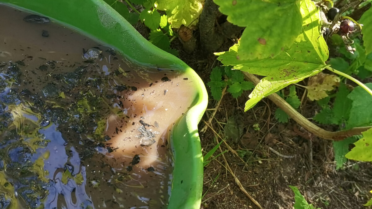 Рецепт маточного раствора: в 10-литровое ведро насыпаю половину золы, наливаю воду до верху и добавляю 9% столовый уксус в объеме 1 л. 