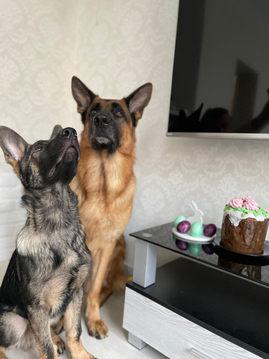 Ичи и Расмус позируют за кусочек еды 