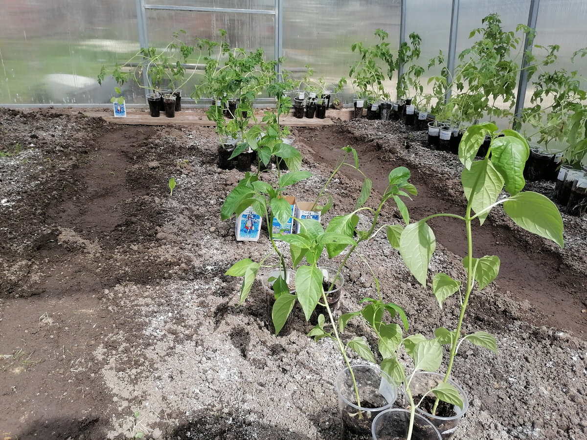 Рассада в теплице до заморозков расставлена по сортам
