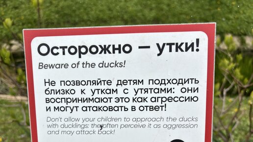 Как безработная мать гуляла со своим сыном в Аптекарском Огороде часть 2 Утки