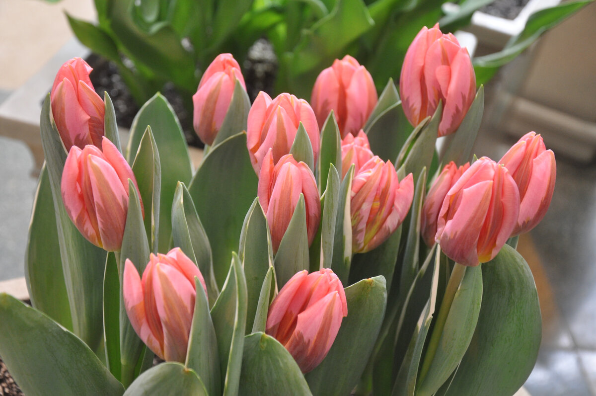 Тюльпаны, фото автора